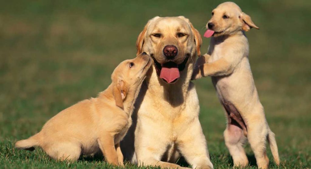 Корм «Bisko» для беременных и кормящих собак крупных и средних пород