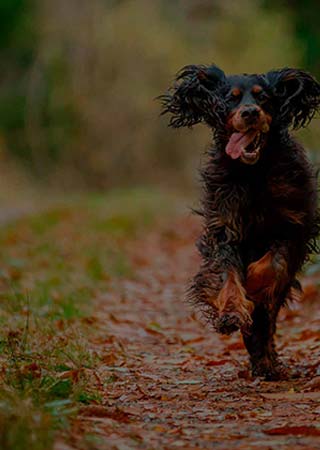 Корм Оригиналшеф